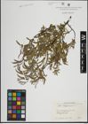 Foto von Salix lapponum L.